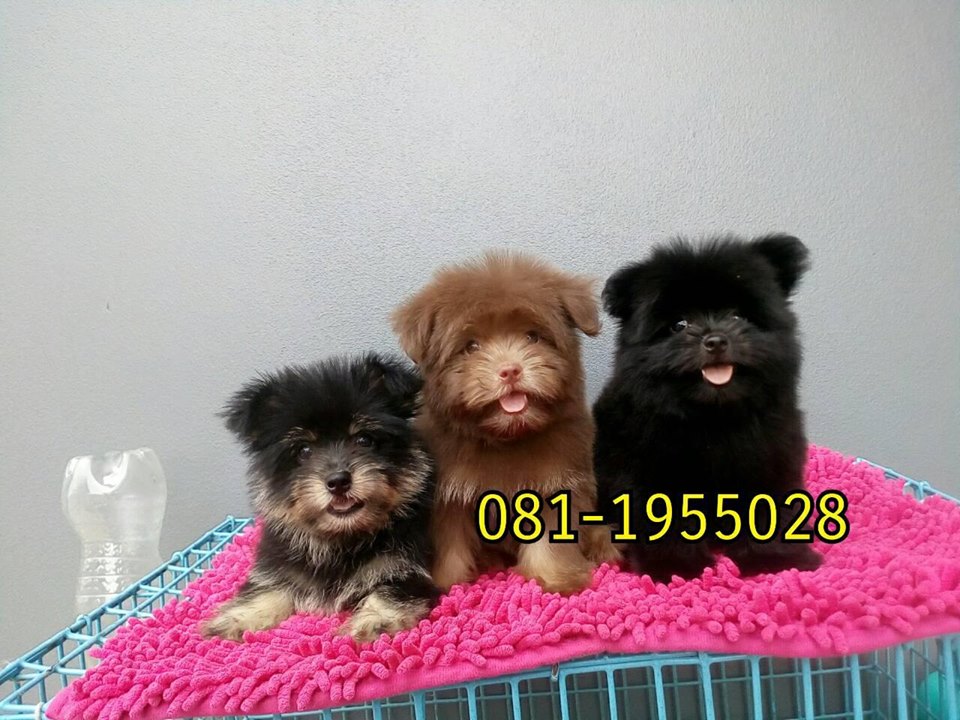 ขายมิเนียเจอร์ ( สีน้ำตาล ) 3,500฿