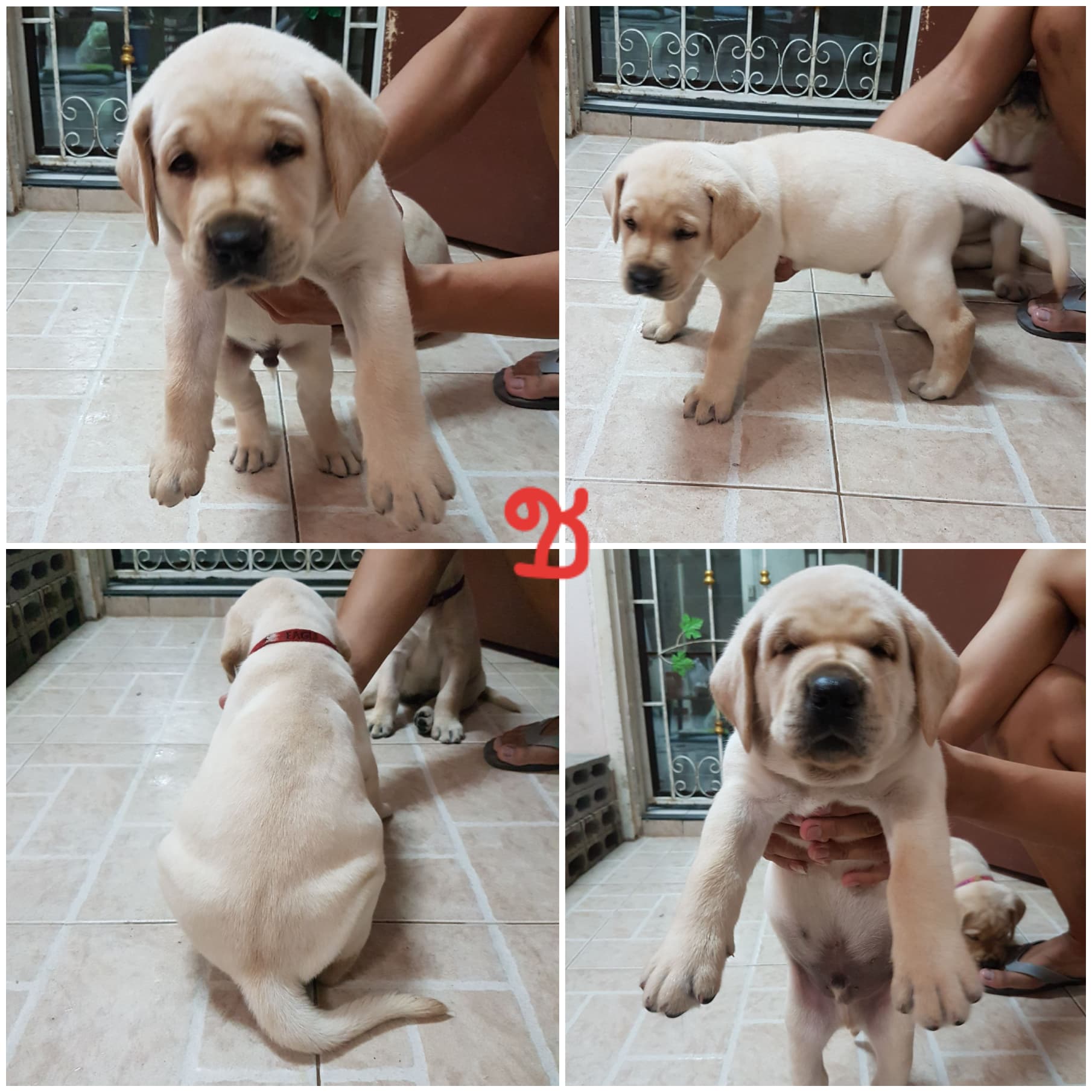 ขายลูกสุนัขลาบราดอร์ สีฟางข้าว