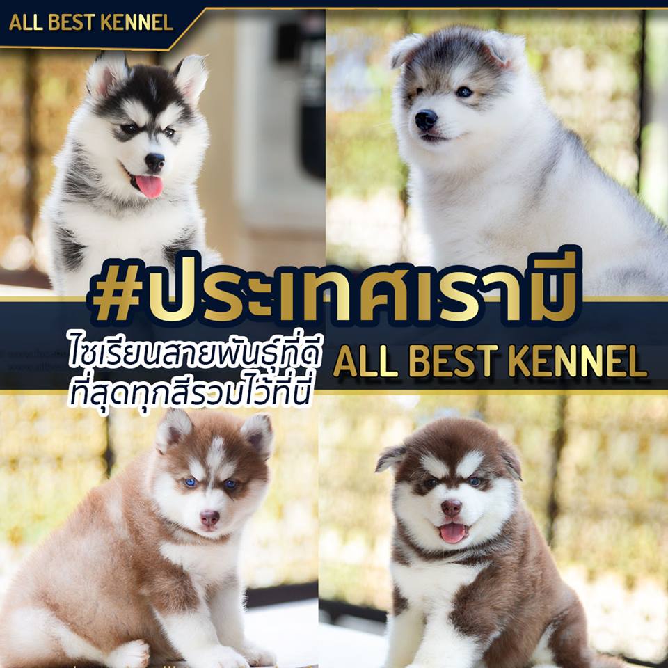 ประเทศเรามี ที่สุดไซบีเรียน เกรดดี สายพันธุ์เยี่ยม มารวมไว้ที่นี่แล้วAllbest