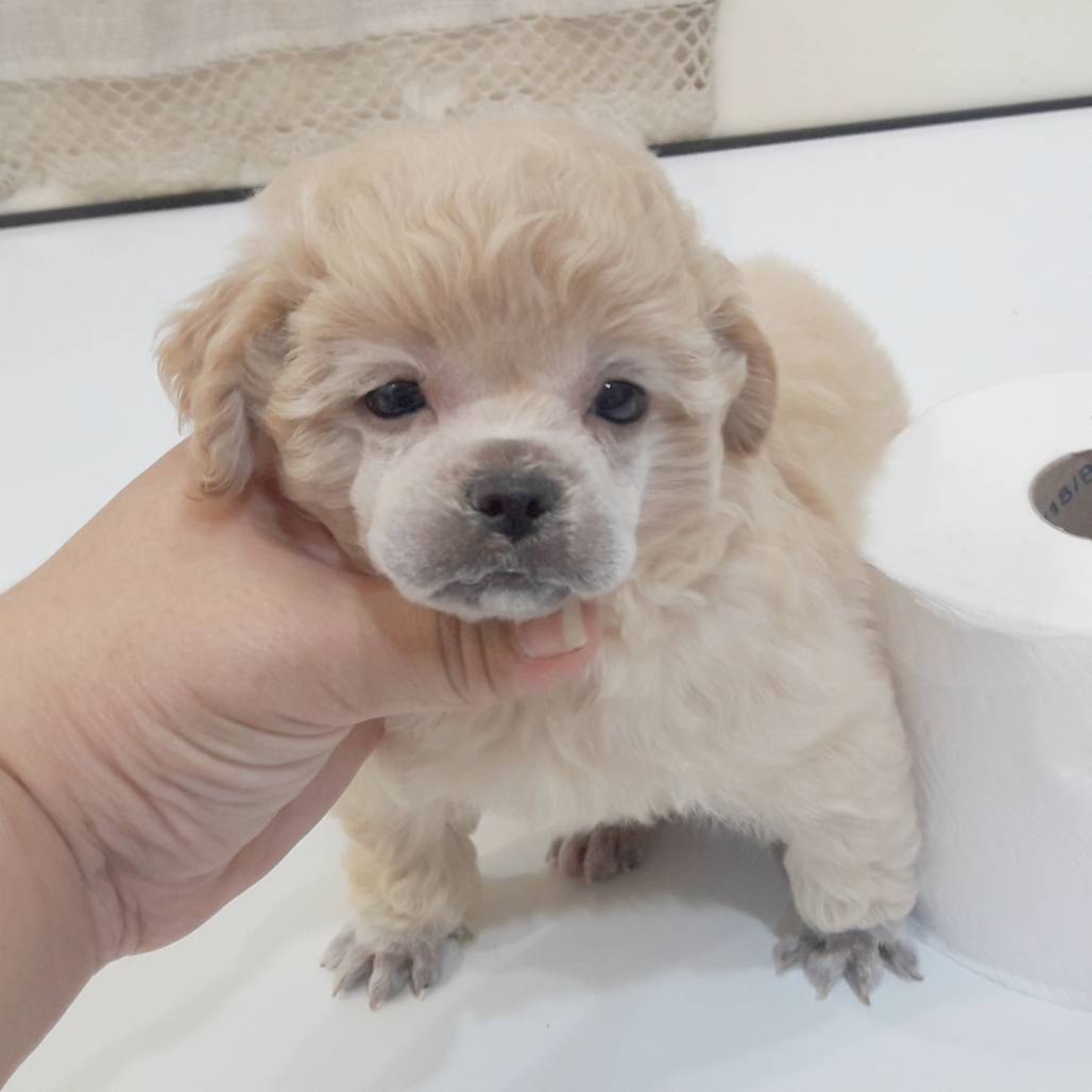 พุดเดิ้ลหน้าตุ๊กตาหมี ไซด์ทอยเล็ก ราคาไม่แพงค่ะ!