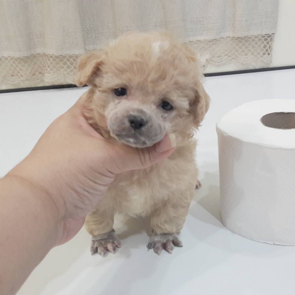 พุดเดิ้ลหน้าตุ๊กตาหมี ไซด์ทอยเล็ก ด่วน!