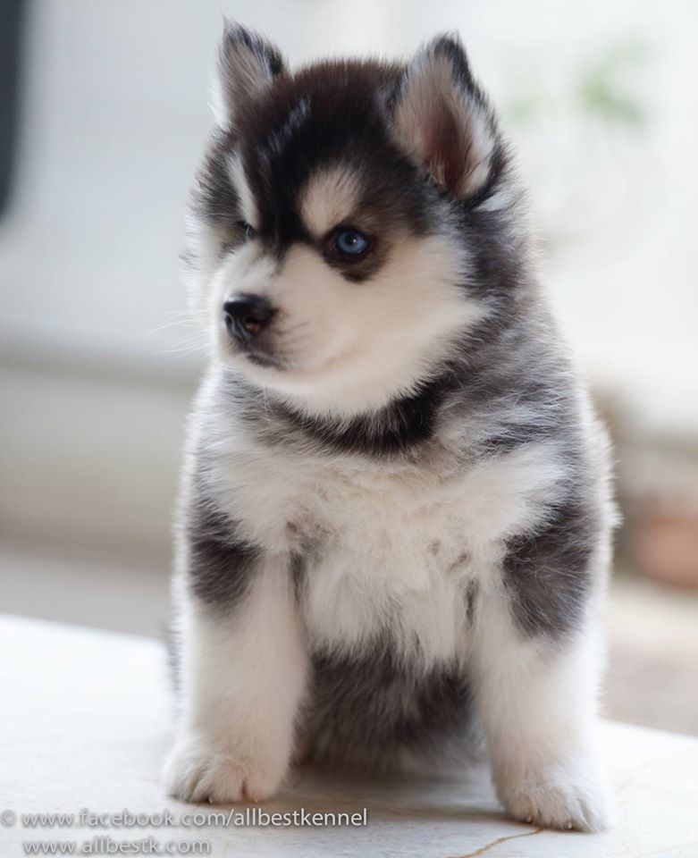 ไซบีเรียน ฮัสกี้ เกรดดี คัดสายพันธุ์คุณภาพ  มารวมไว้ที่นี่แล้วAllbest kennel