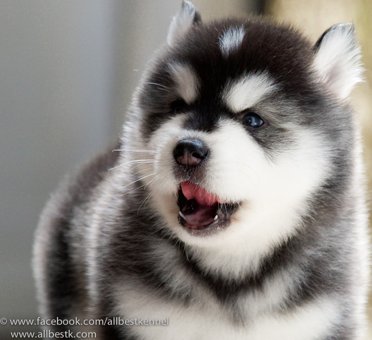 ไซบีเรียน ฮัสกี้ เกรดดี คัดสายพันธุ์คุณภาพ  มารวมไว้ที่นี่แล้วAllbest kennel