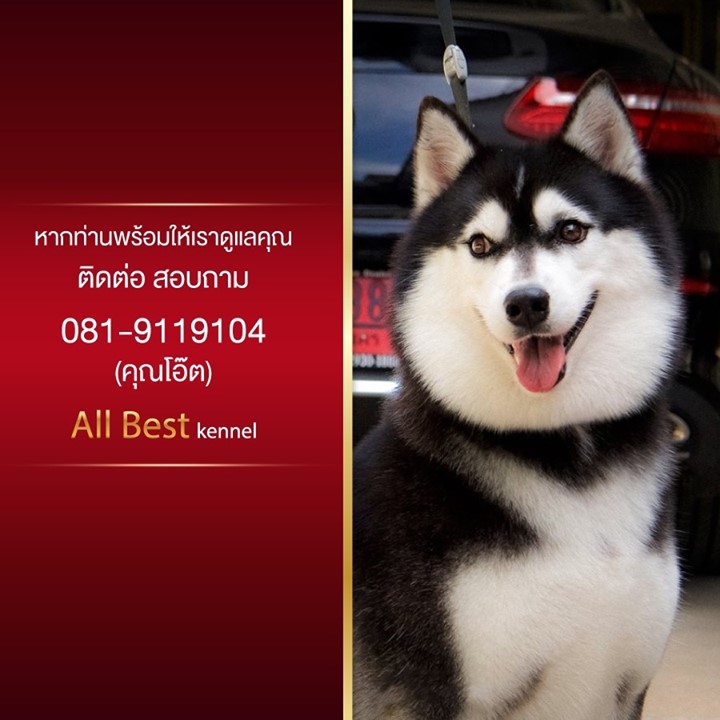 ไซบีเรียน เกรดไฮเอน คัดคุณภาพ ต้องที่Allbest เท่านั้นครับ