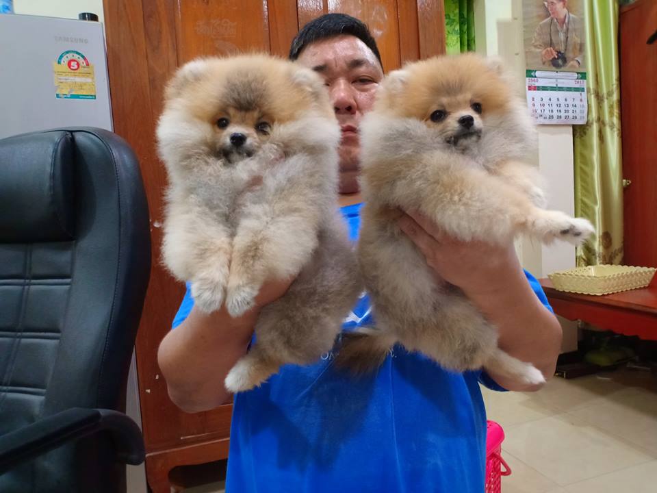 ขายปอมสายเลือดดี