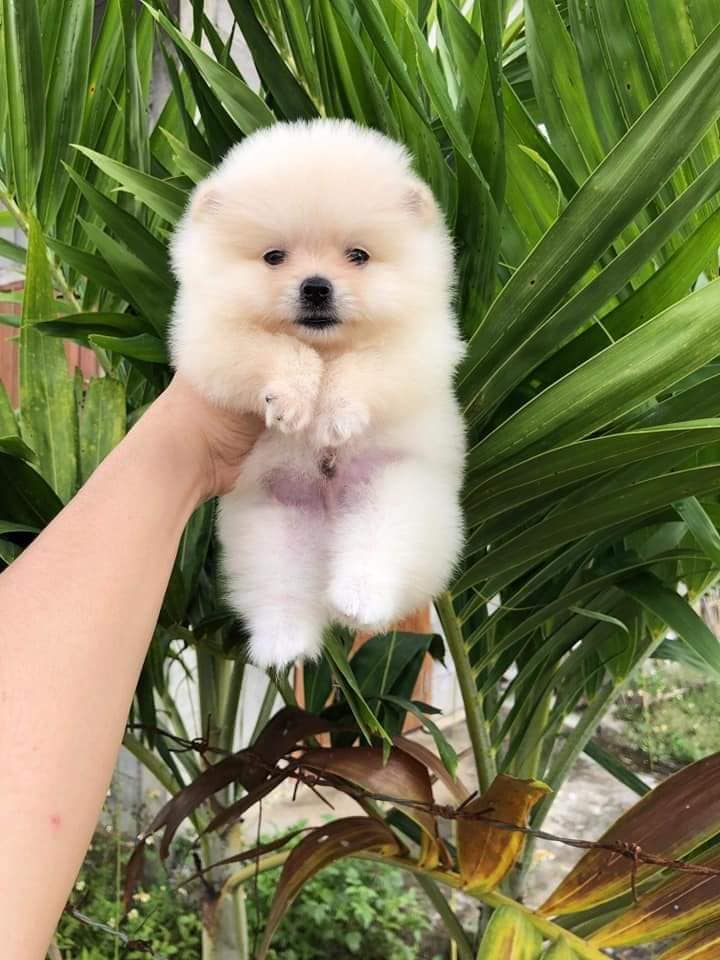 น้องปอมเมอเรเนี่ยนพร้อมย้ายบ้านผู้ทั้ง2ตัว