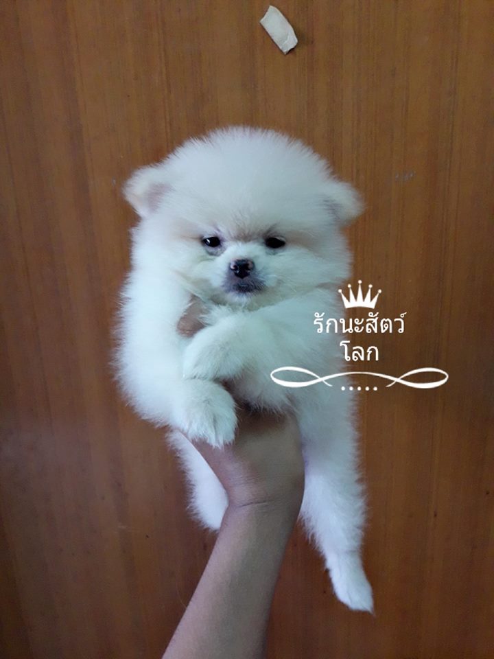 ปอมแท้น่ารักราคาเบาๆเพศผู้