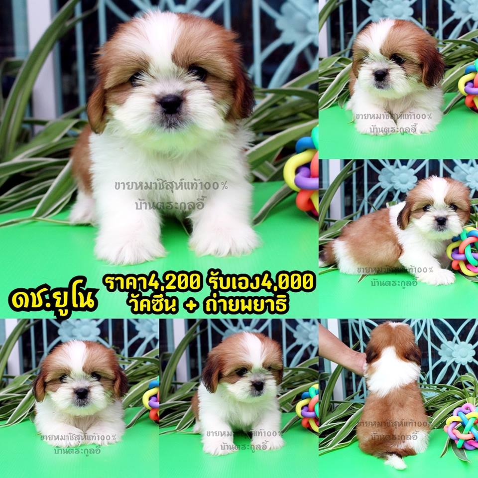 ขายชิสุห์แท้ ราคา 4,200$ รับเอง 4,000$
