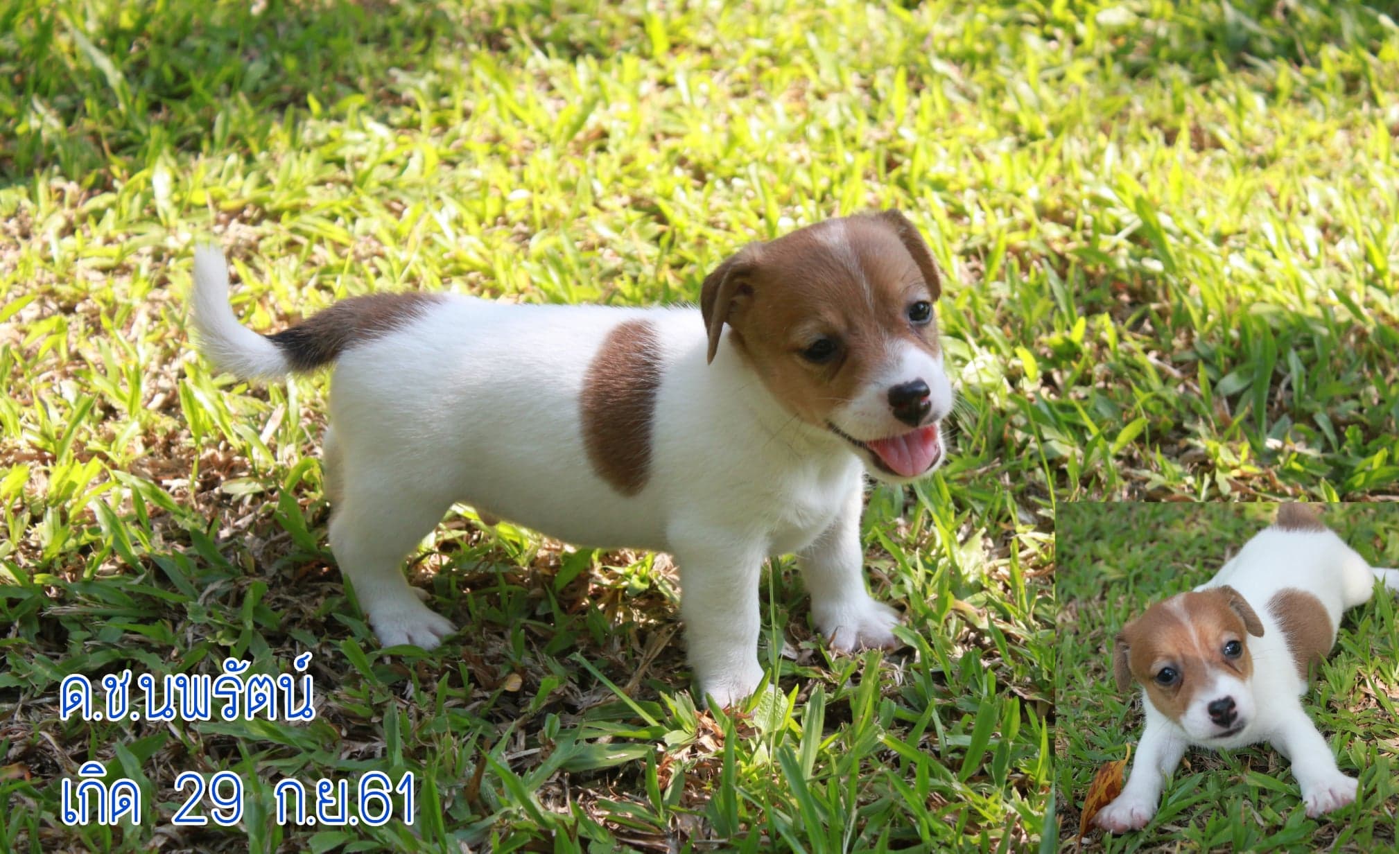 ขายลูกสุนัขแจ็ครัสเซลเทอเรียแท้