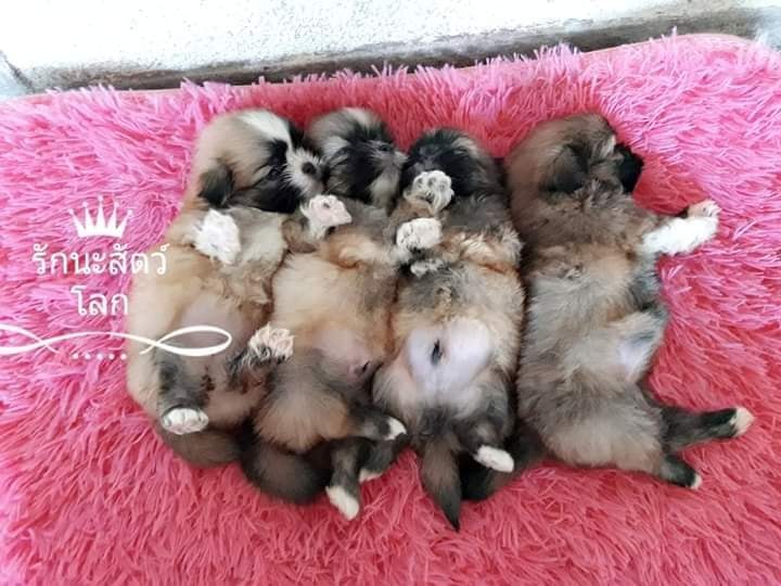 ขายปอมผสมชิสุหน้าบี้ๆหักๆ