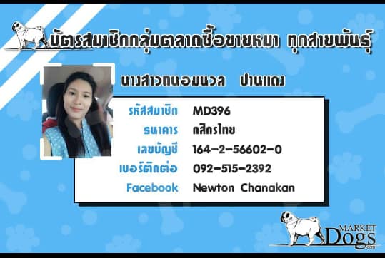 เปิดจองลูกสุนัขพันธุปั๊ก อายุ 33วัน