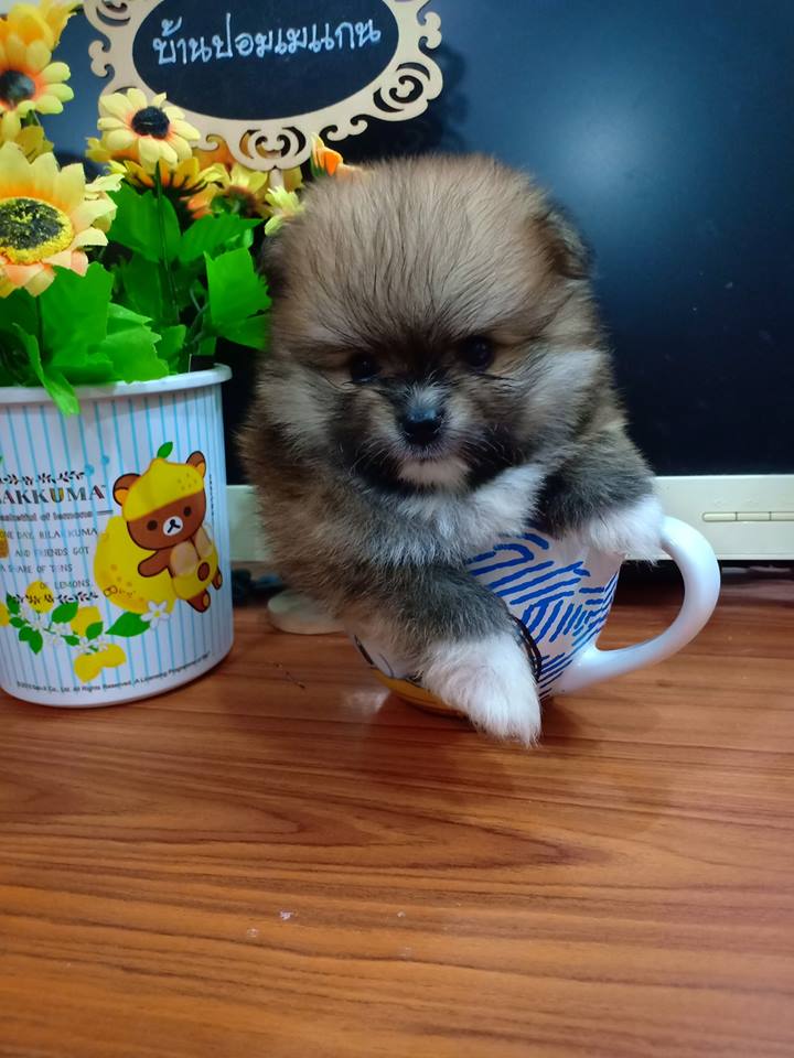 ขายปอมสายเลือดบลูแทน