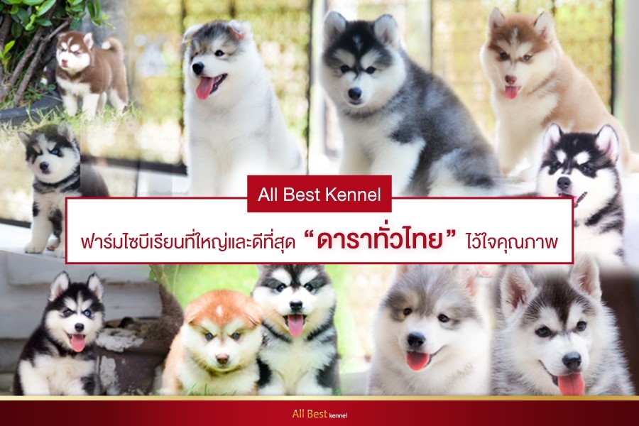 ขายไซบีเรียนฮัสกี้ เกรดดีคัดคุณภาพ มีทุกสีให้เลือก ที่ฟาร์มไซบีเรียนAllbest