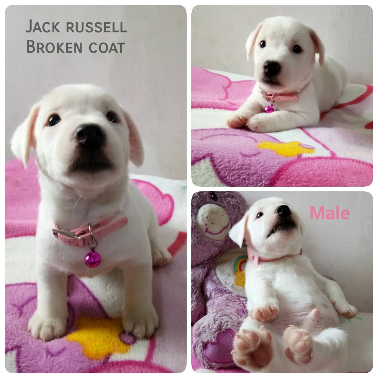 เปิดจองลูกสุนัขแจ็ครัสเซลขนหัก - ซาลาเปา ขนหัก