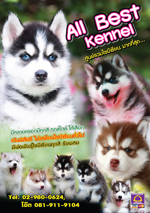 ฟาร์มไซบีเรียนฮัสกี้ ที่มีบริการหลังการขายที่ดีที่สุดในประเทศ