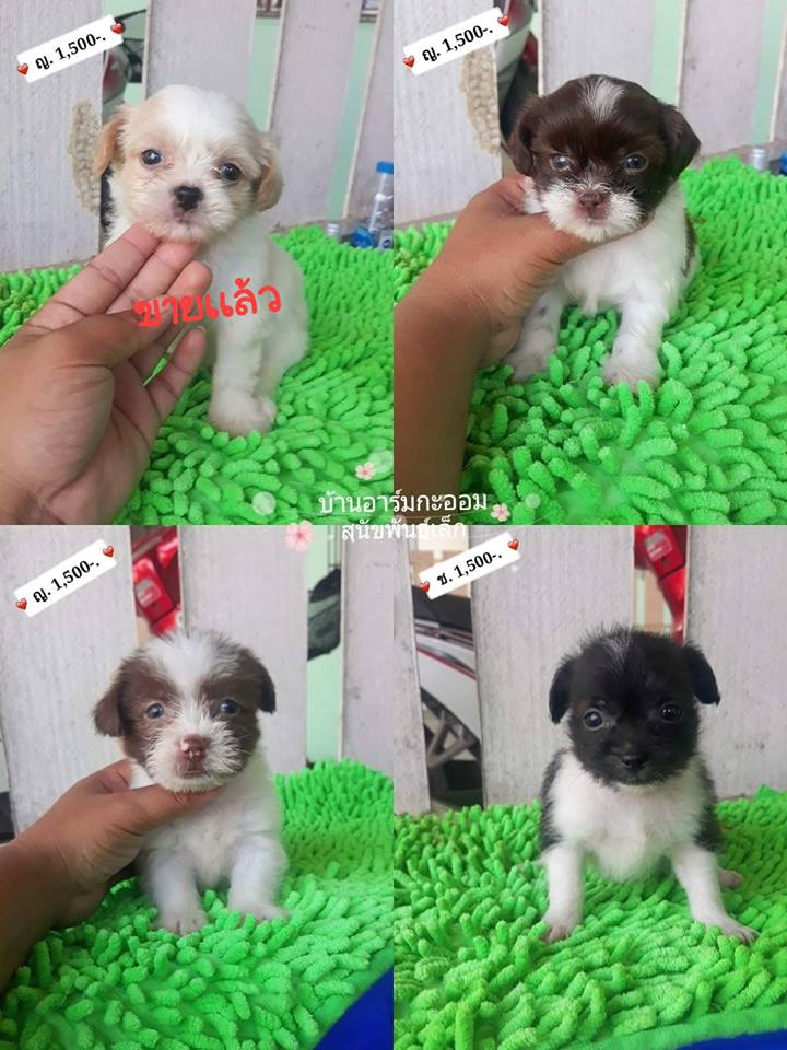 ขายพ่อชิสุเเท้-แม่ชิสุผสม ผู้1 เมีย3