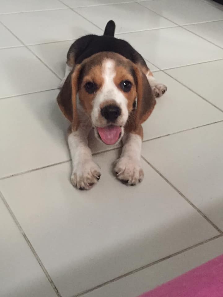 ขายน้องหมาบีเกิ้ลเพศเมีย