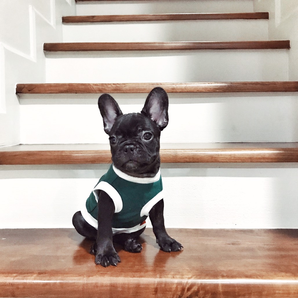 ขายครับ French Bulldog แท้ เพศเมีย สี Brindle