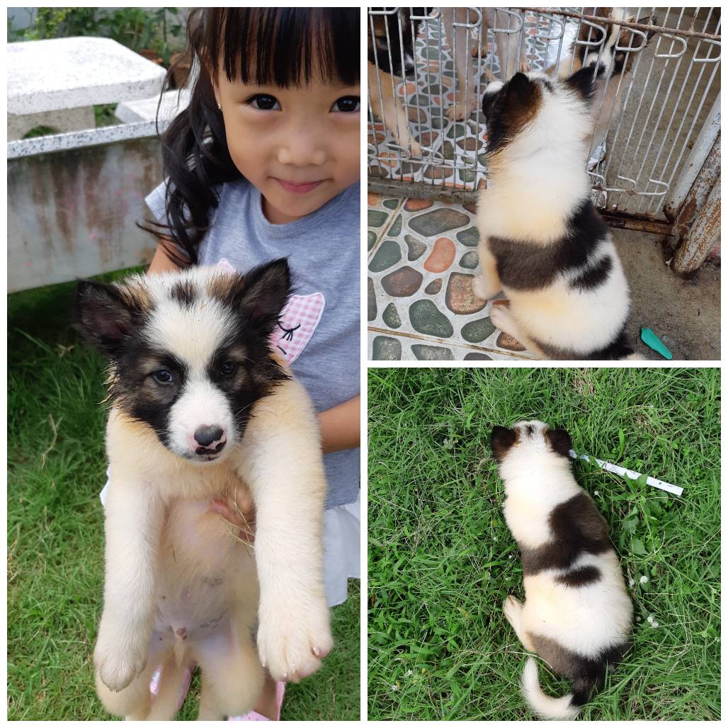 2 ตัวสุดท้ายบางแก้วแท้ 100% ราคาพิเศษ 3000 บาท