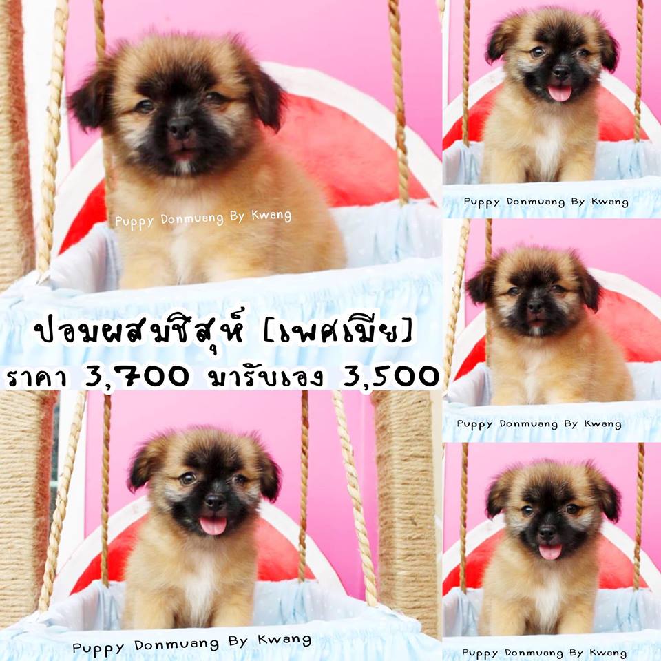 ขายปอมผสมชิสุห์ เพศเมีย 1 เพศผู้ 2