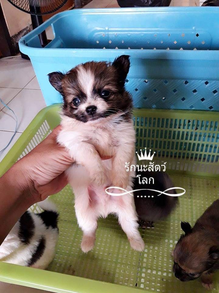 ขายชิวาวาแท้ขนยาวเพศผู้ล้วนๆ