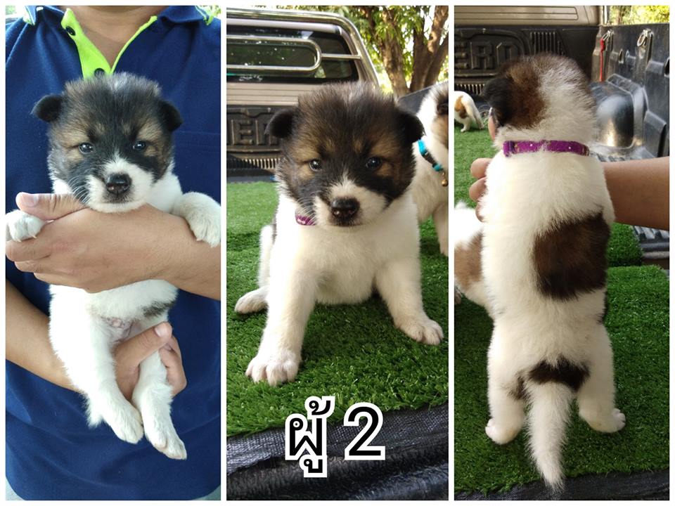 ขายบางแก้วแท้ ผู้ทั้งหมด 5 ตัว