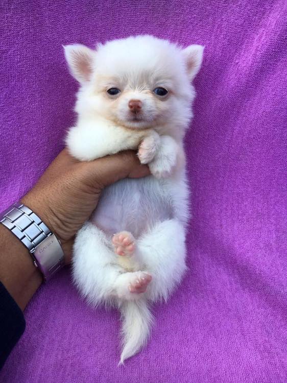 ขายลูกสุนัขชิวาว่า