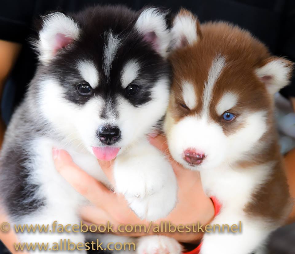 ขายไซบีเรียนเกรดดี ฟาร์มใหญ่ได้มาตรฐาน บริการครบครัน allbestk.com
