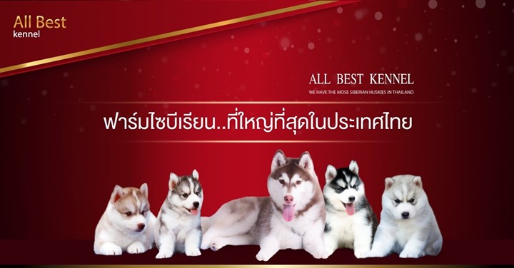 ขายไซบีเรียนฮัสกี้ เกรดไฮเอนเน้นคัดสายพันธุ์ที่ดีที่สุด มีไซบีเรียนให้เลือกทุกสี
