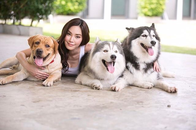 ขายไซบีเรียนฮัสกี้ เกรดไฮเอนเน้นคัดสายพันธุ์ที่ดีที่สุด มีไซบีเรียนให้เลือกทุกสี