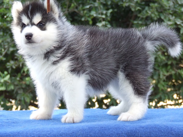 ไซบีเรียนฮัสกี้ เกรดคุณภาพ Allbest kennel ฟาร์มไซบีเรียนเกรดไฮเอนมีให้เลือกทุกสี