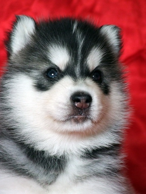 ไซบีเรียนฮัสกี้ เกรดคุณภาพ Allbest kennel ฟาร์มไซบีเรียนเกรดไฮเอนมีให้เลือกทุกสี