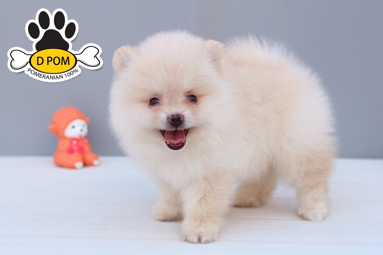 DPOM FARM ขายปอมแท้ ...น้องตะวัน... เพศผู้ สีขาวครีม พร้อมย้ายบ้าน มีบริการส่งถึ