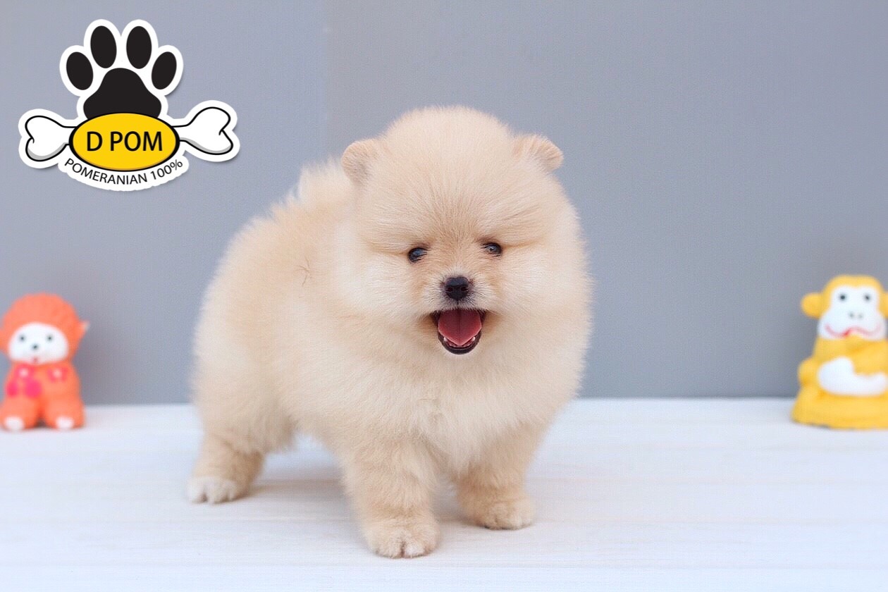 DPOM FARM ขายน้องปอมแท้ ...น้องทอฝัน...เพศเมีย สีขาวครีม ขนฟู ตากลม ฟอร์มสวย น่า