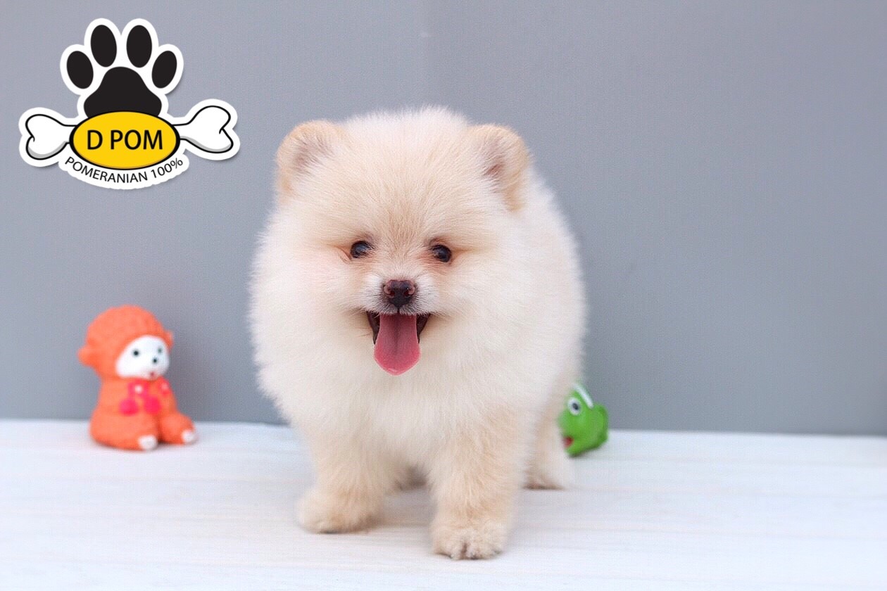 DPOM FARM ขายปอมแท้ ...น้องตะวัน... เพศผู้ สีขาวครีม พร้อมย้ายบ้าน มีบริการส่งถึ