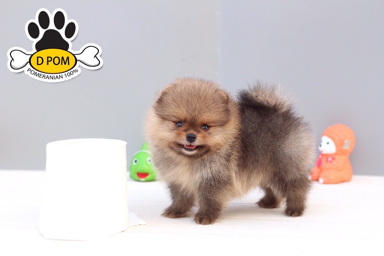 DPOM FARM ขายปอมหน้าหมี ...คูเปอร์...เพศผู้ สีส้ม หน้าหมี ทรงสวย หน้าสั้น ขนแน่น