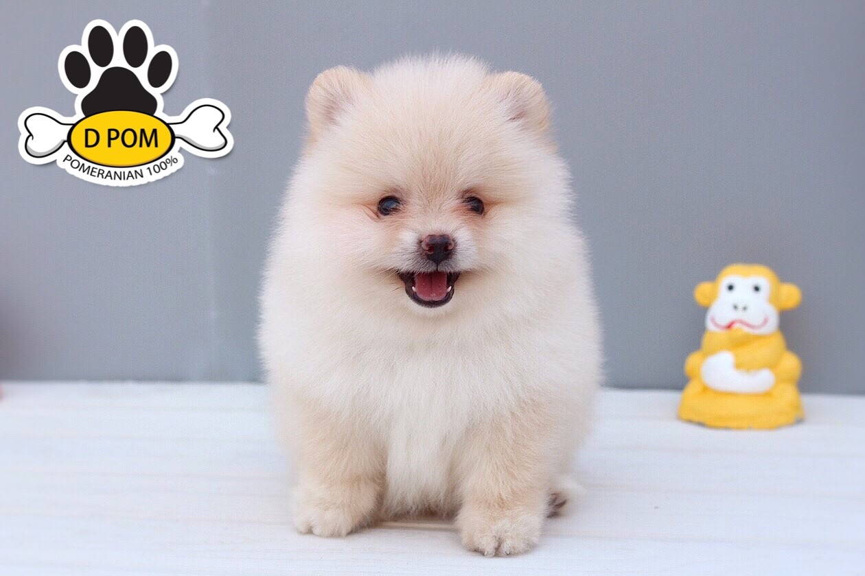 DPOM FARM ขายปอมแท้ ...น้องตะวัน... เพศผู้ สีขาวครีม พร้อมย้ายบ้าน มีบริการส่งถึ