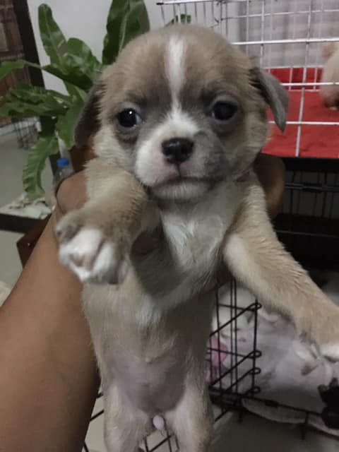 ขายชิวาว่าผสม2,000พ่อชิวาวาผสมบีเกิ้ล
