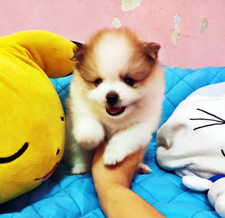 ++ ขาย!! ลูกสุนัขพันธุ์ปอมฯ เพศผู้ สีแฟนซี (รายละเอียดครบถ้วนด้านในจ้า) ++