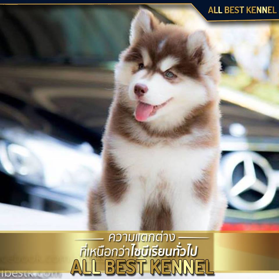 ไซบีเรียนที่ไม่เหมือนใคร ไซบีเรียนสไตล์ Allbest kennel