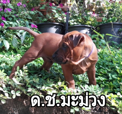 หลังอานแท้ มีใบเพ็ด