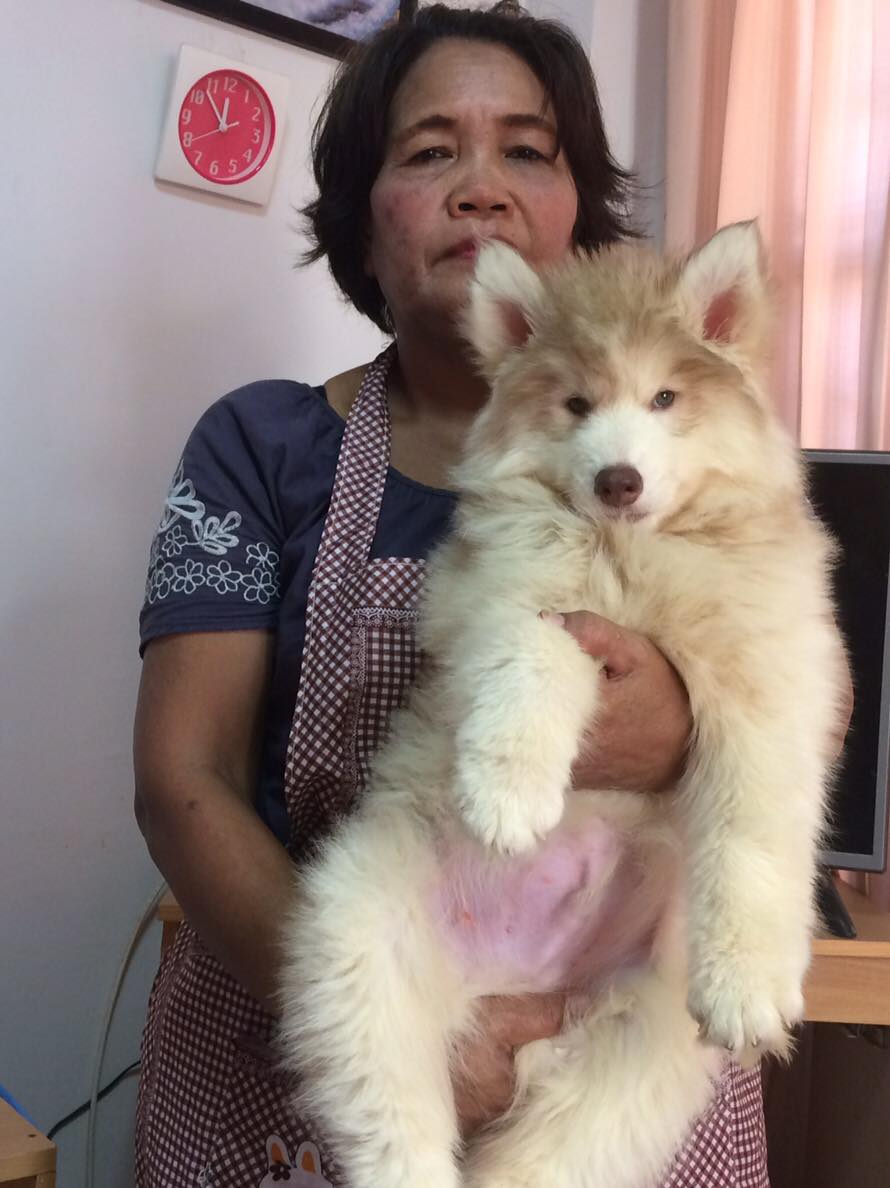 ลูกไซบีเรียน