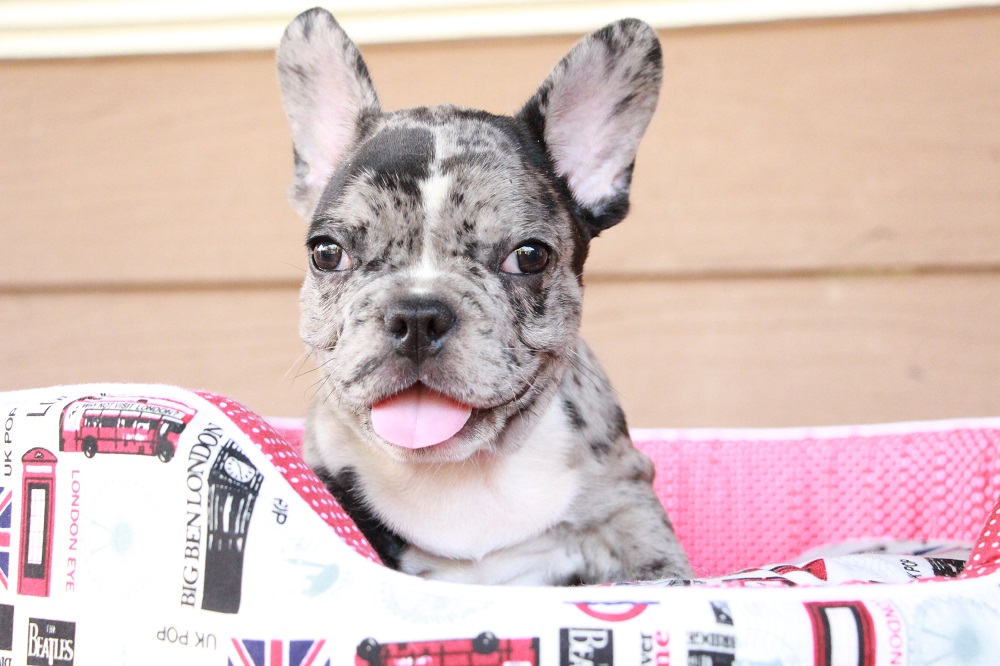 french bulldog for sell