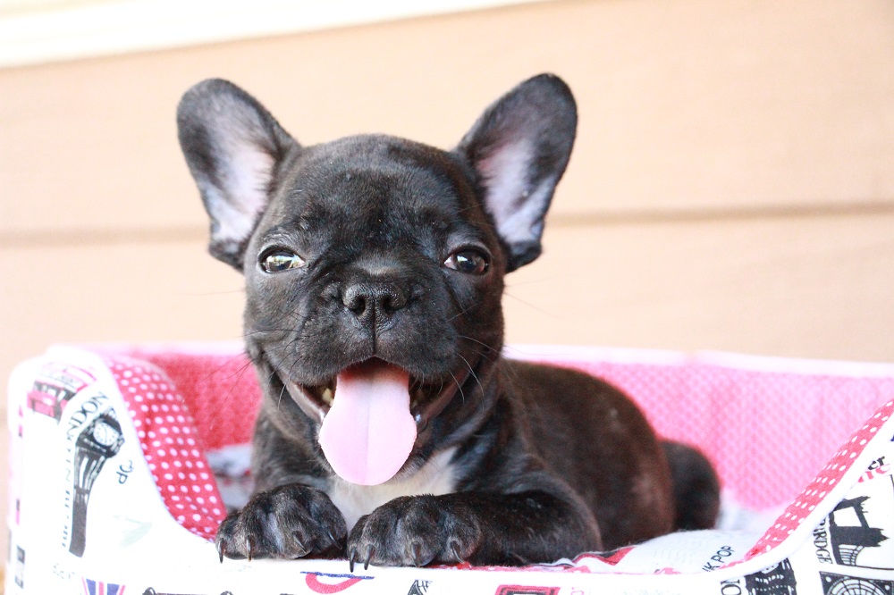 french bulldog for sell