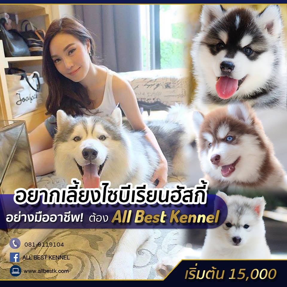 ไซบีเรียนที่เน้นคุณภาพเกรดHiend ต้องที่ฟาร์มไซบีเรียนAllbest