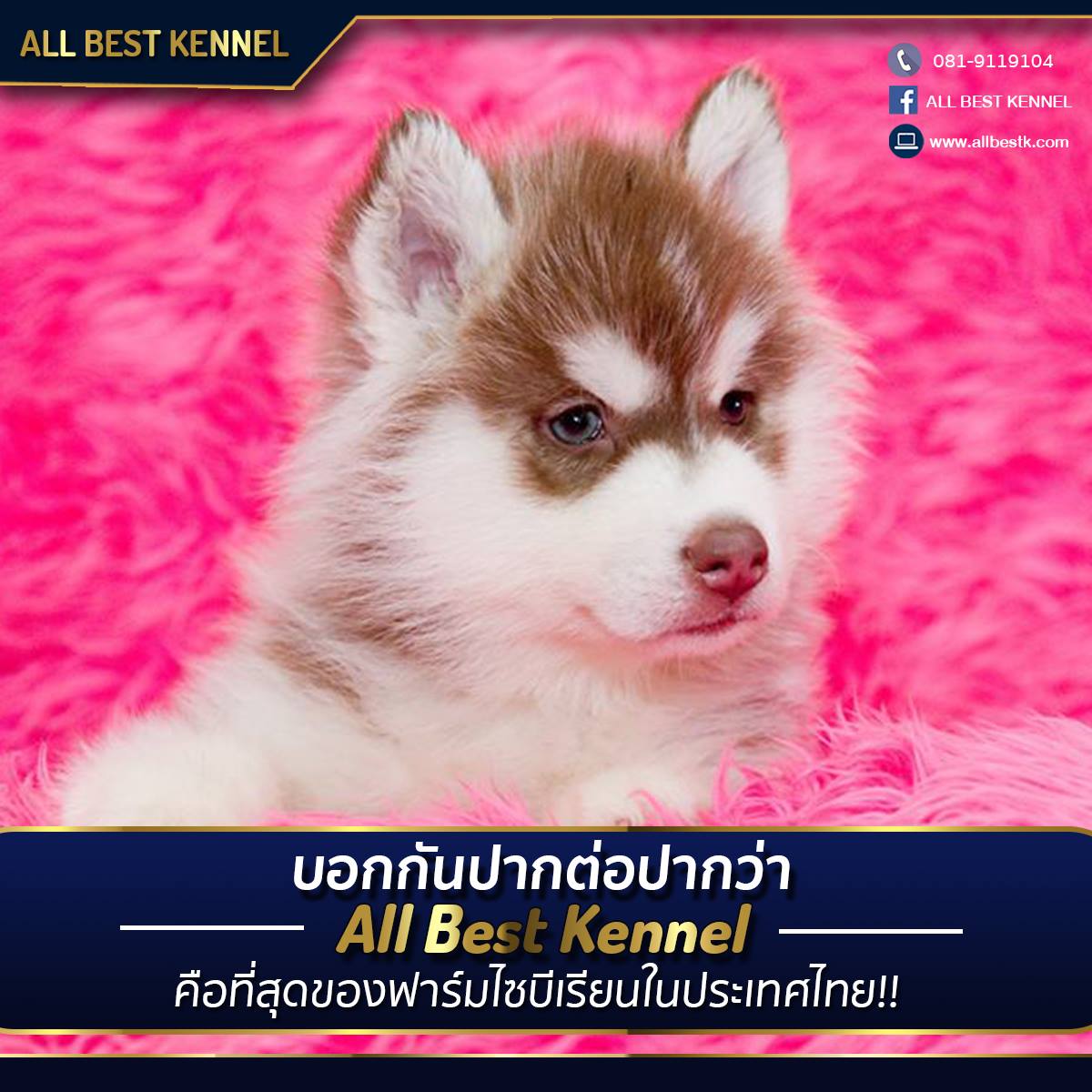 ไซบีเรียนที่เน้นคุณภาพเกรดHiend ต้องที่ฟาร์มไซบีเรียนAllbest