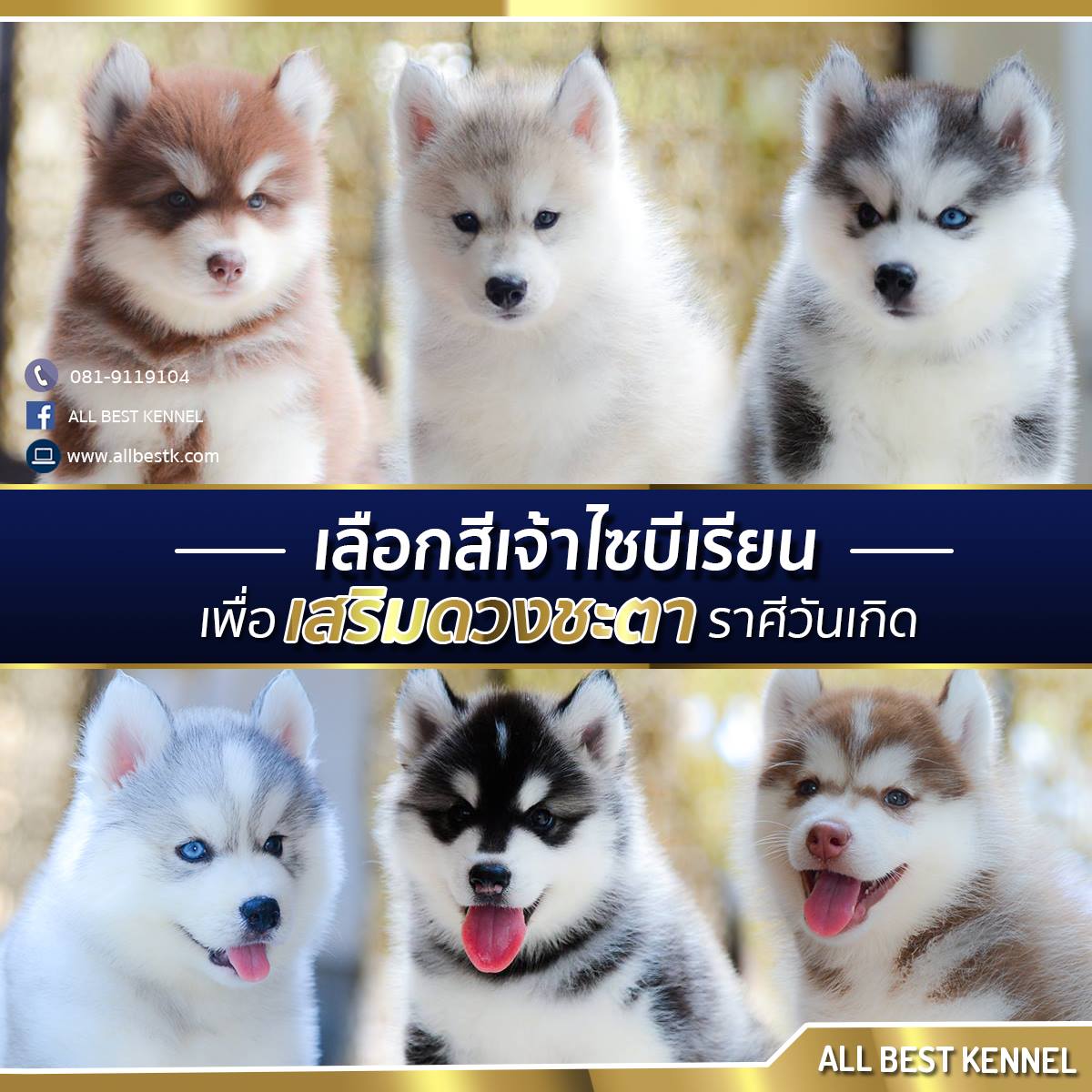 Allbest ฟาร์มไซบีเรียนคุณภาพอันดับ1ในไทย ที่มีสุนัขให้เลือกมากที่สุด