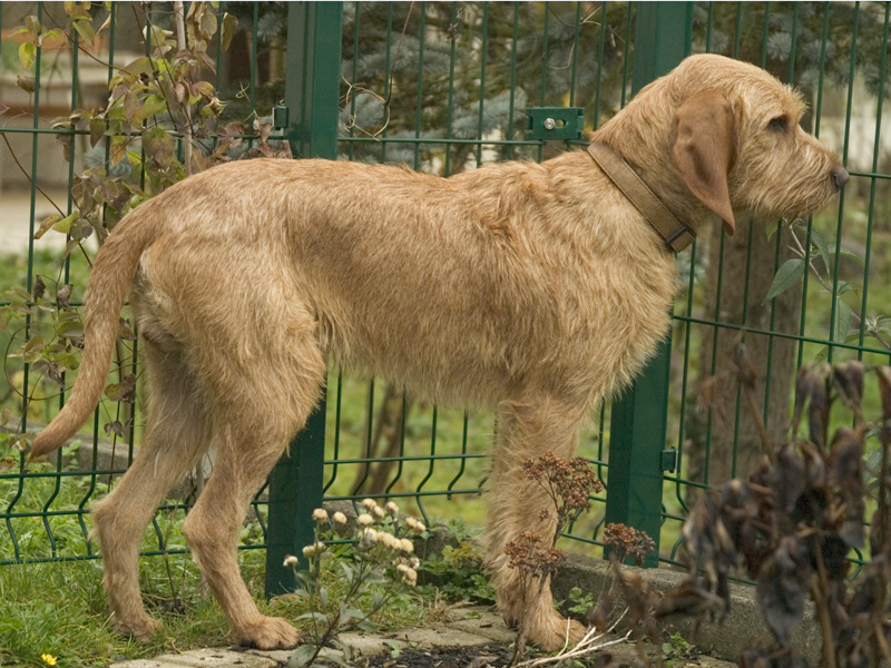 สุนัขสายพันธุ์กริฟฟอง โฟเวอ เดอ เบรอตาน (Griffon Fauve de Bretagne)