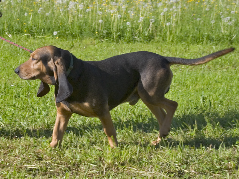 สุนัขสายพันธุ์ จูรา ลัฟฮุนด์ : เซนต์ฮิวเบิร์ต (Jura Laufhund : St. Hubert)