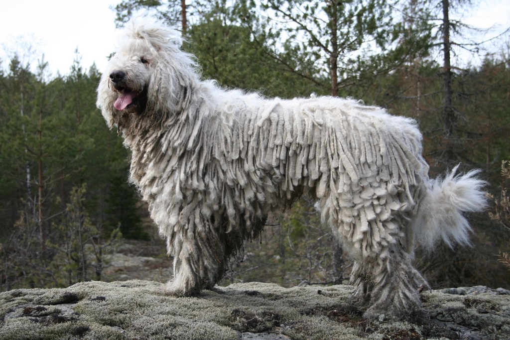 สุนัขสายพันธุ์ โคมอนดอร์ (Komondor)